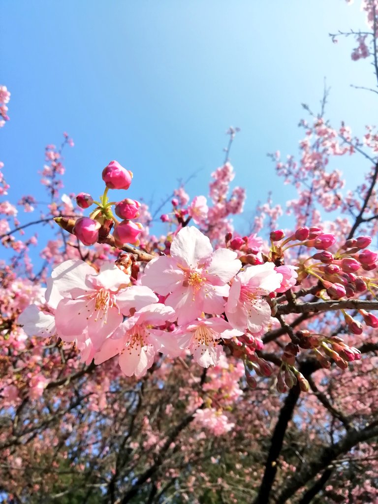 井の頭　西園　桜