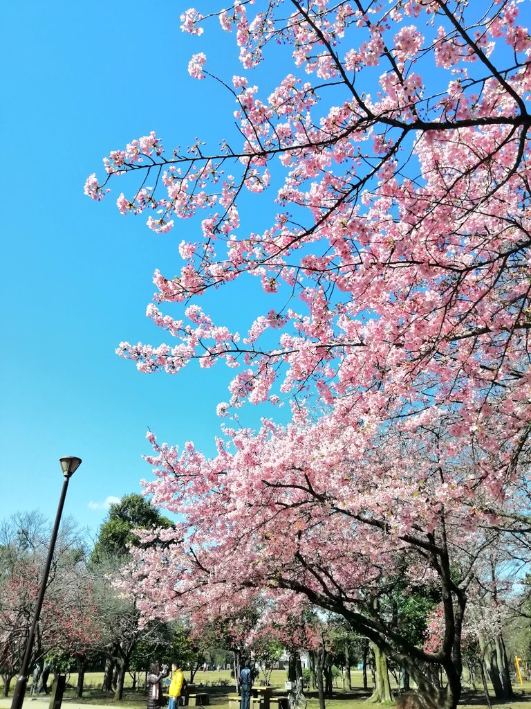 井の頭公園　西園　桜