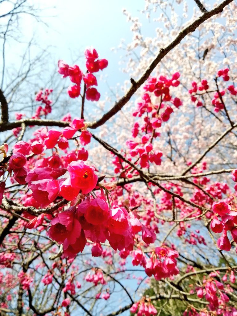 井の頭公園　西園　桜　早咲き