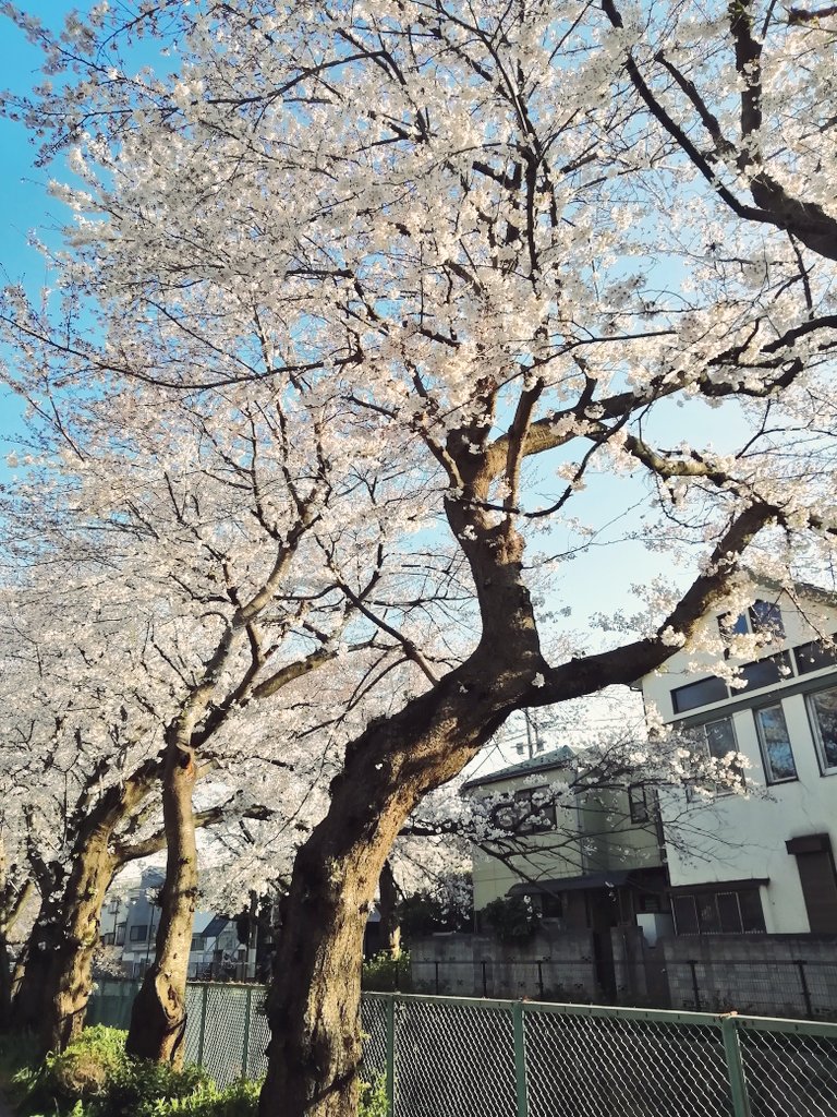 神田川の桜　7分咲き　2019